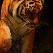 Tiger Playing In The Water Poster