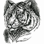 Tiger Portrait In Ink Poster