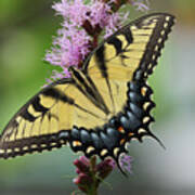 Tiger Swallowtail Butterfly 01240 Poster