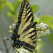 Tiger Swallowtail Butterfly In The Privet 1 Poster