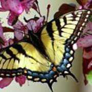Tiger Swallowtail Butterfly Poster