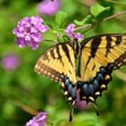 Tiger Swallowtail Butterfly Poster