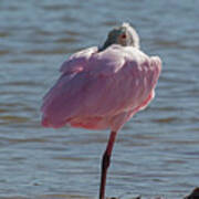 Tiger Tail Big Marco Pass - Roseate Spoonbill One Leg Resting Poster