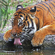 Thirsty Tiger Poster