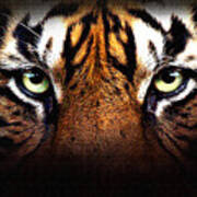 Tiger's Eye Poster