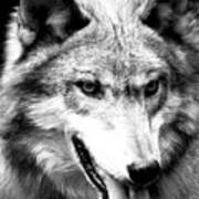 Timber Wolf Poster