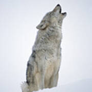 Timber Wolf Portrait Howling In Snow Poster