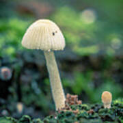 Tiny Mushroom Jardin Botanico Del Quindio Colombia Poster