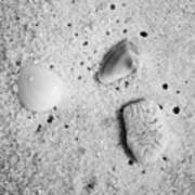 Tiny Sea Shells And A Piece Of Coral In Fine Wet Sand Macro Black And White Poster