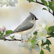 Titmouse In Blossoms 1 Poster
