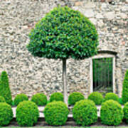 Topiary Tress Poster