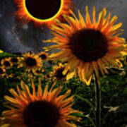 Total Eclipse Of The Sun Over The Sunflowers Poster