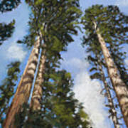 Towering Sequoias Poster