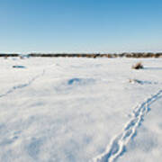 Tracks In The Snow Poster