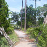 Trail On Hunting Island Poster