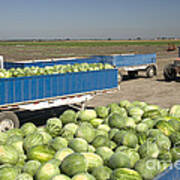 Trailers Full Of Watermelons Poster