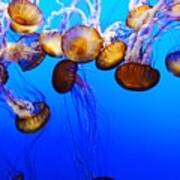Translucent Jellyfish Poster