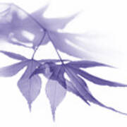 Translucent Purple Leaves Poster