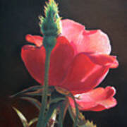Translucent Rose Poster