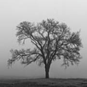 Tree Alone In The Fog Poster