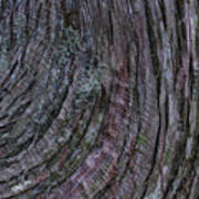 Tree Bark Poster