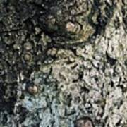 #tree #bark #trees #texture #colour Poster
