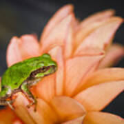 Tree Frog In The Blossoms Poster