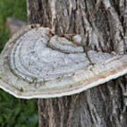 Tree Fungus Poster
