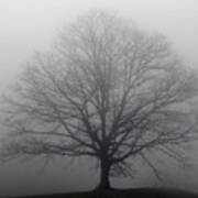 Tree In The Fog Poster