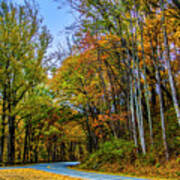 Tree Lined Road Poster