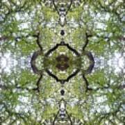 Tree Photo Fractal Poster