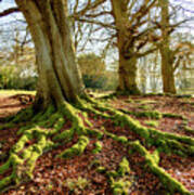 Tree Roots And Moss Poster