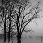 Trees In The Fog Poster