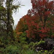 Trees Of Colorful Leaves In Autumn Mi Poster