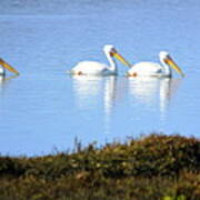 Tres Pelicanos Blancos Poster