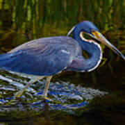 Tricolor Heron Poster