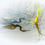 Tricolored Heron On The Prowl Poster