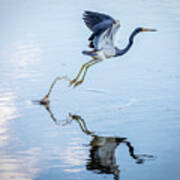 Tricolored Heron Reflection Poster