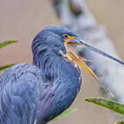 Tricolored Heron Yawning Up Close Poster