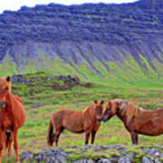 Triple Horses Poster