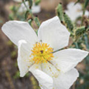 Triple Prickly Poppy Poster