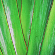 Tropical Abstract Poster