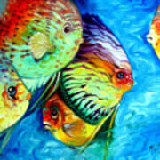 Tropical Fish Colors Poster