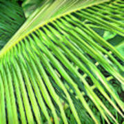 Tropical Green Poster