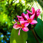 Tropical Impressions - Vivid Pink Plumeria Blossoms Poster