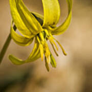 Trout Lilly Poster