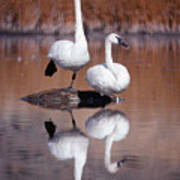 Trumpeter Swans Yellowstone Poster