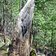 Trunk Skeleton On Mirror Lake Trail In Yosemite National Park, California Poster