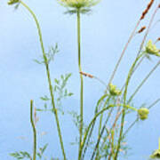 Tuft Of Queen Anne's Lace Poster