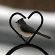 Tufted Titmouse In A Heart Poster